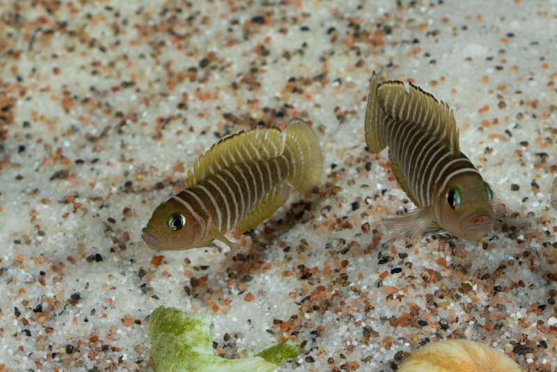 Neolamprologus similis